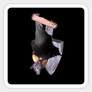 Lyle's flying fox Sticker